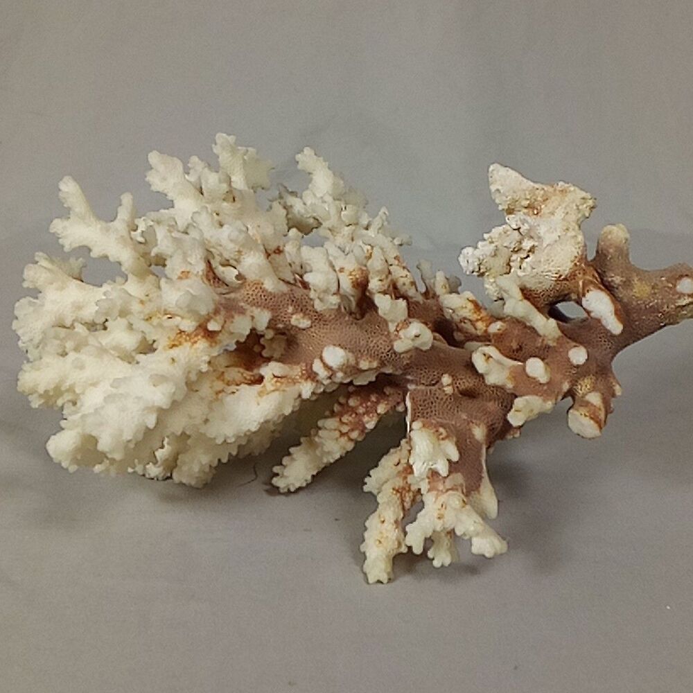 Natural White Finger Lace Branch Coral Specimen Ocean Reef Coastal Decor